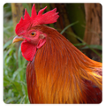Chicken Sound & Ringtone