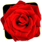 Special Roses icône