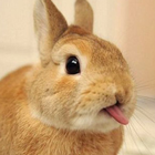 Cute Rabbit Wallpaper icône
