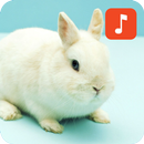 Rabbit Sound Effects APK