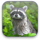 Raccoon Free Video Wallpaper aplikacja