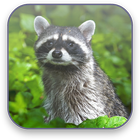 Raccoon Free Video Wallpaper アイコン