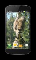 Raccoon Free Video Wallpaper ポスター