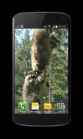 Raccoon Free Video Wallpaper capture d'écran 2