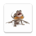 RageTheLizard icon