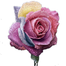 Rosas do arco-íris APK