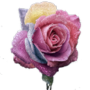 Roses d'arc-en-ciel APK