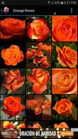 Rainbow Roses ảnh chụp màn hình 2