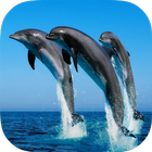 Dolphins Live Wallpaper icône