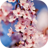 Sakura Live Wallpaper icon
