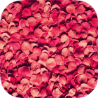 Petals Live Wallpaper-icoon