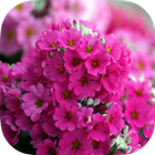 Pink Flowers Live wallpaper icon