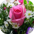 Pink Rose Live Wallpaper آئیکن