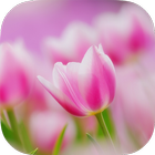 Pink Tulips Live Wallpaper icône