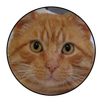Sanyi a Macska APK