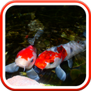 Real Pond With Koi Video LWP APK