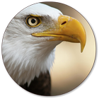 Eagle Wallpapers icon