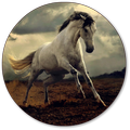 Horse Wallpapers