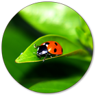 Ladybug Wallpapers 图标