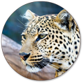 Leopard Wallpapers