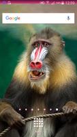 Monkey Wallpapers পোস্টার