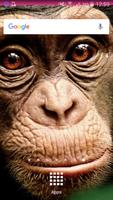 Monkey Wallpapers 截图 1