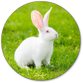 Rabbit Wallpapers
