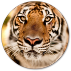 fonds d'écran tigre icône