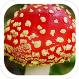red mushroom food theme