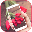 Red Tulip Bloom Aroma Theme