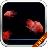 Ikan Merah Wallpaper Hidup