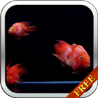 Red Fish Video Live Wallpaper-icoon