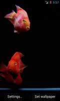Красные рыбки видео живые обои постер
