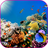 Red Sea Video Wallpaper أيقونة