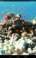 Red Sea Video Wallpaper Ekran Görüntüsü 1