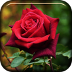 Red Rose Blooming LiveWP