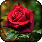 Red Rose Blooming LiveWP icône