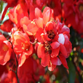 Red flowers