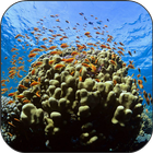 Coral Reef Fish Video LWP icône