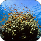 Coral Reef Fish Video LWP ikon