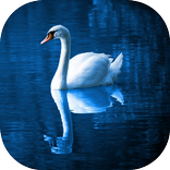 Reflexiones para la vida