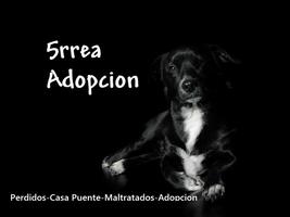 5rrea Adopcion Poster