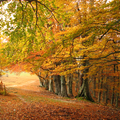 Autumn Wallpaper