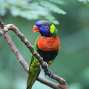 Bird Wallpapers APK