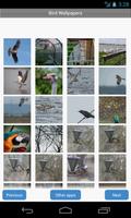 Bird Wallpapers plakat