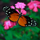 Butterfly Wallpaper-APK