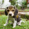 Dog Wallpapers