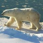 Polar Bear Wallpaper آئیکن