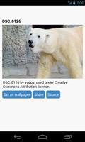 Polar Bear Wallpaper स्क्रीनशॉट 1