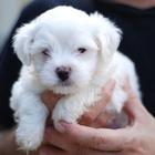 Puppies Wallpaper آئیکن